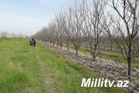 Quba sakininin 200-dən çox meyvə ağacı naməlum şəxslər tərəfindən kəsilib