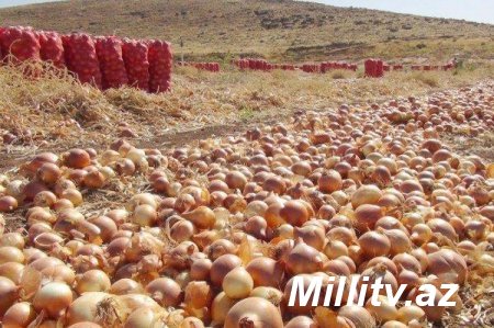 Soğanın qiyməti ucuzlaşmayacaq - SƏBƏB