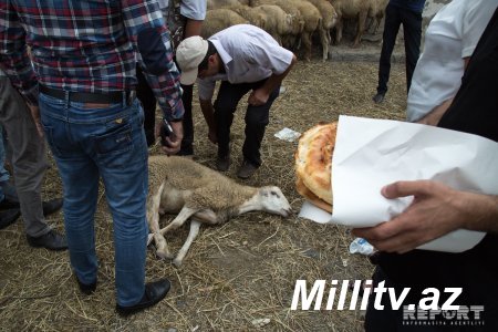 Kimlər qurban kəsməlidir? - QURBAN HAZIRLIQLARI