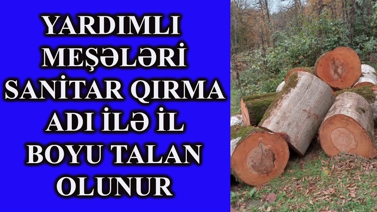 Yardımlı meşələrində müdhiş saxtakarlıqlar... - "Sanitar qırma" adı altında RƏSMİ TALAN...