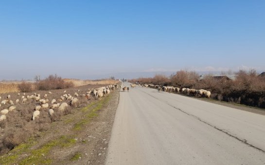 “Örüş sahələrinin 30-40 faizini oliqarx-məmurlar zəbt edib”